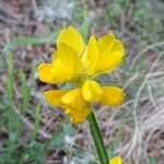 Genista sagittalis Flor