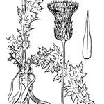 Cirsium filipendulum Other