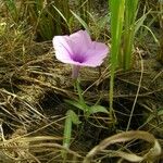 Ipomoea aquatica Flower