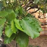 Quercus canariensis Leaf