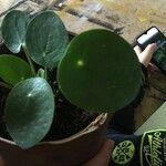 Pilea peperomioides 葉