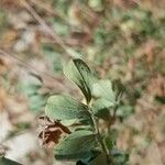 Coronilla valentina Blatt