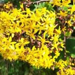 Roldana petasitis Flor