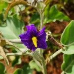 Solanum lycocarpum