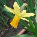 Narcissus cyclamineus Fleur