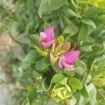 Polygala myrtifoliaFlower