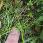 Sherardia arvensis Blad