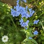 Cynoglossum amabile Λουλούδι
