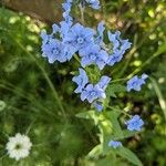 Cynoglossum amabile Blomma