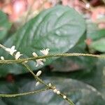 Vadensea tenuifolia Květ