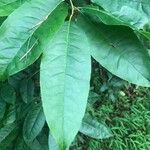 Oxydendrum arboreum Leaf