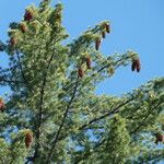 Pinus lambertiana Habitus