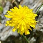 Hypochaeris radicata Flower