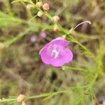 Agalinis purpurea Bloem