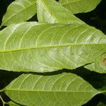 Sorocea affinis Levél