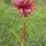 Juncus capitatus Corteza