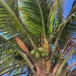 Cocos nucifera Frutto