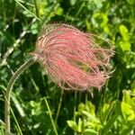 Geum montanum फल