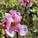 Kielmeyera rubriflora Floare