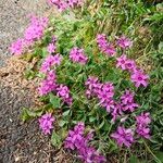 Oxalis debilis 形態