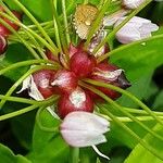 Allium roseum Other