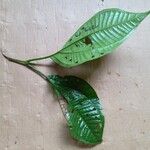Bellucia grossularioides Leaf