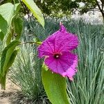 Dalechampia aristolochiifolia Flor