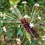 Clerodendrum capitatum Habitus