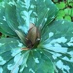 Trillium maculatum