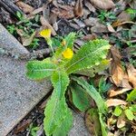 Sonchus asperHostoa