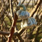 Edgeworthia tomentosa autre