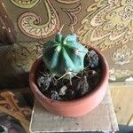 Ferocactus emoryi Leaf