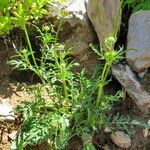 Scabiosa japonica Hàbitat