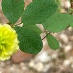 Trifolium campestre Lapas