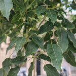 Handroanthus heptaphyllus Folha