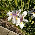 Dietes grandiflora Květ