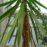 Dracaena draco पत्ता