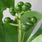 Psychotria racemosa Ffrwyth