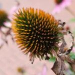 Echinacea purpurea Gyümölcs