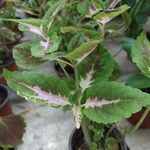 Plectranthus scutellarioidesYaprak