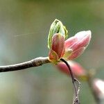 Acer japonicum Ліст