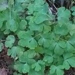 Aquilegia chrysantha Hoja