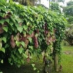 Aristolochia gigantea Staniste