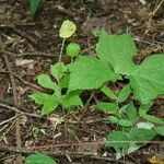 Dorstenia contrajerva Buveinė