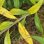 Amsonia tabernaemontana Bark