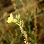 Linaria genistifolia 花