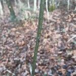 Smilax rotundifolia Bark