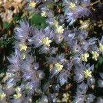 Limonium lobatum Blodyn