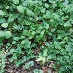 Potentilla indicaFruit