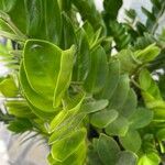 Zamioculcas zamiifolia Blatt